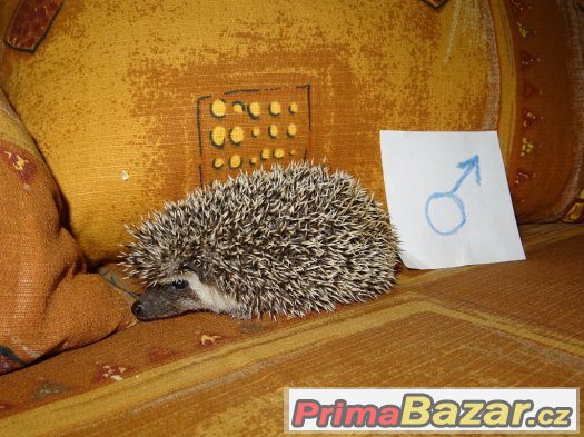 Ježek Bělobřichý NÁDHERNÁ MLÁĎATA – fotografie 2