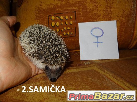 Ježek Bělobřichý NÁDHERNÁ MLÁĎATA – fotografie 3