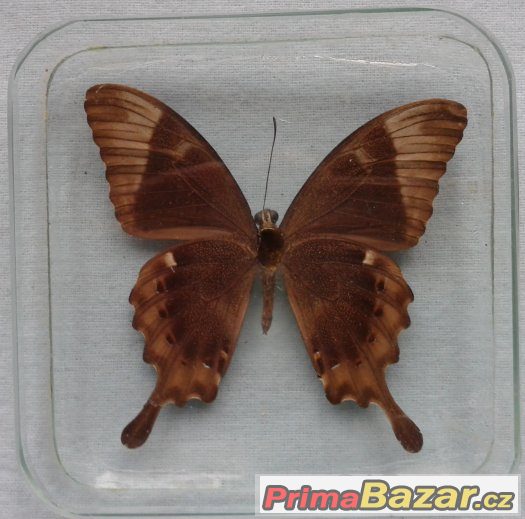 Motýl ve skle - Papilio blumei – fotografie 2