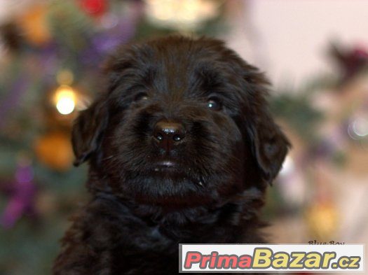 BRIARD - štěňátka s PP – fotografie 2