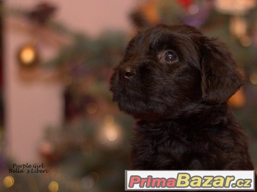 BRIARD - štěňátka s PP – fotografie 4