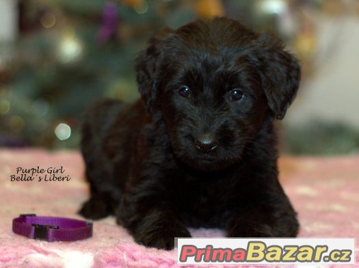 BRIARD - štěňátka s PP – fotografie 5