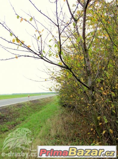 Pozemek (2.395 m2) a chata (45 m2), Hradec Králové, Písek, P – fotografie 1