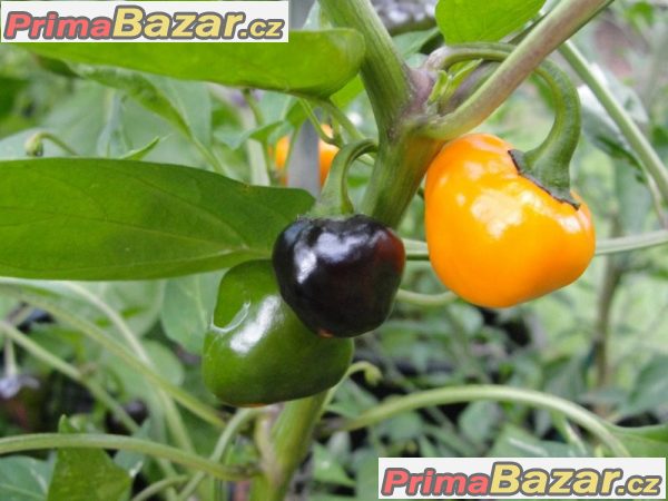 Chilli Golden nugget - semena