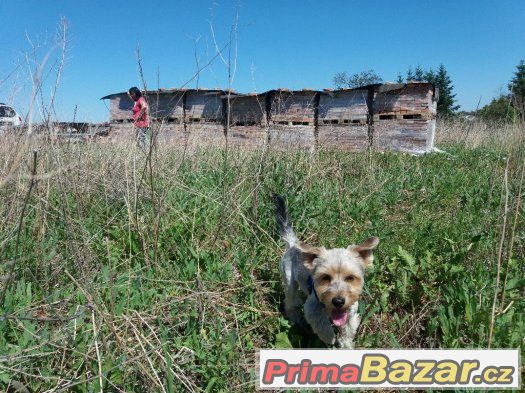 stare cihly ocistene – fotografie 1
