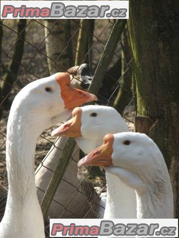 Líheň čistokrevné drůbeže z renomovaných chovů: – fotografie 4