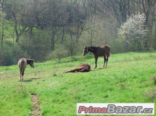 práce u koní -Kroměřížsko – fotografie 1