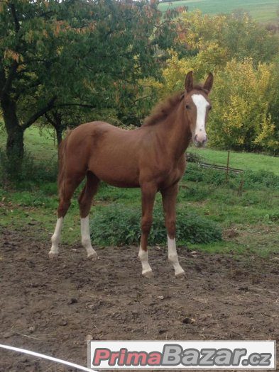 krasavec po Quick lauro Z - Quick Star – fotografie 1