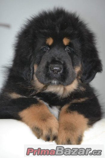 Tibetská doga - štěňátka s PP – fotografie 1