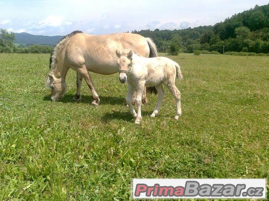 Prodám loňskou fjordskou kobylku s PP Holandsko – fotografie 3