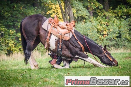 Hledám valacha  na vystupování věk 5-8  let KHV 155-160cm – fotografie 1