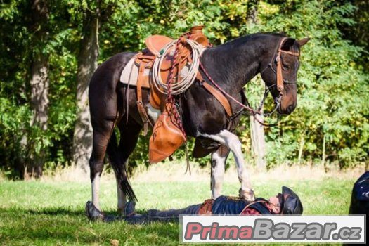 Hledám valacha  na vystupování věk 5-8  let KHV 155-160cm – fotografie 2