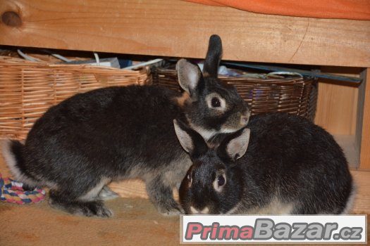 3 zakrslý králíčci – fotografie 1