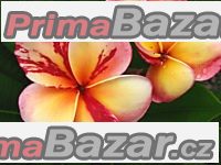 Plumeria Top Angel - semena