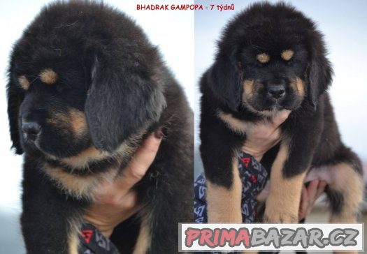 Tibetská doga - štěňátka – fotografie 2