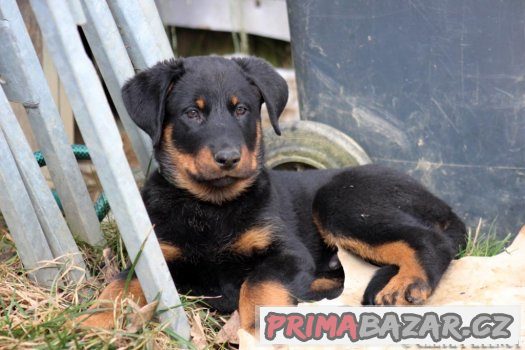 Beauceron - francouzský ovčák – fotografie 2