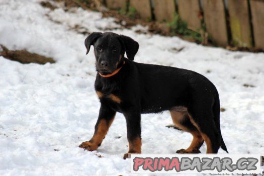 Beauceron - francouzský ovčák – fotografie 4
