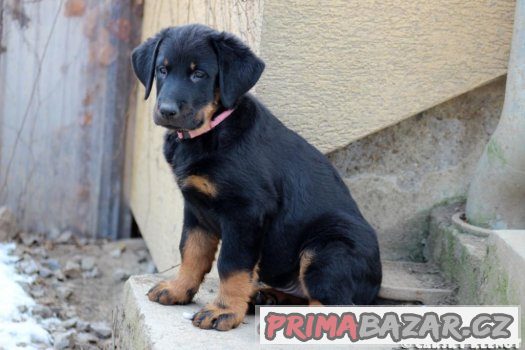 Beauceron - francouzský ovčák – fotografie 5