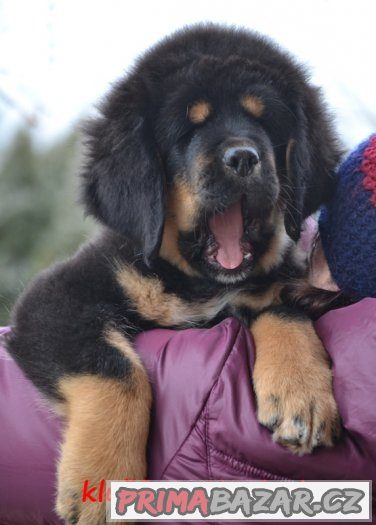 Štěňátka -Tibetská doga – fotografie 2