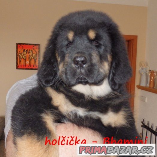 Štěňátka -Tibetská doga – fotografie 3