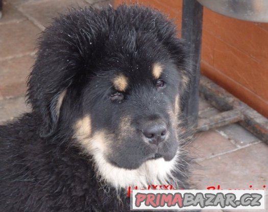 Štěňátka -Tibetská doga – fotografie 4
