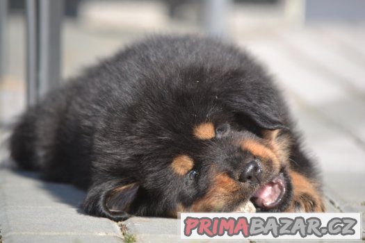 Tibetská doga - štěňátka s PP – fotografie 4