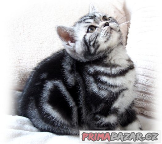 Britská  koťátka (silver spotted, blotched tabby) s PP – fotografie 1