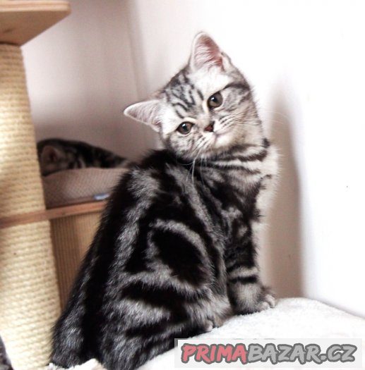 Britská  koťátka (silver spotted, blotched tabby) s PP – fotografie 2