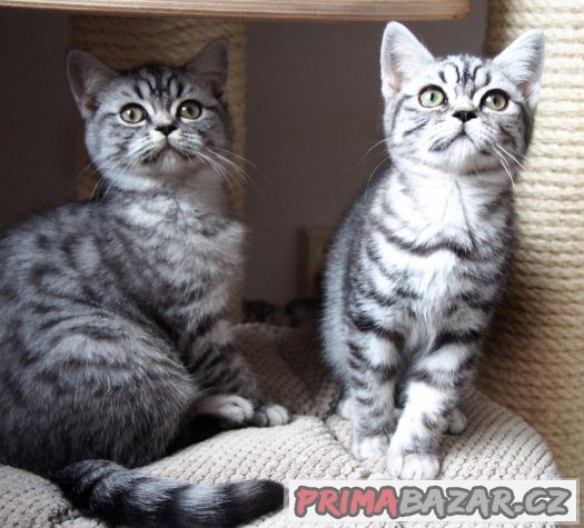 Britská  koťátka (silver spotted, blotched tabby) s PP – fotografie 3
