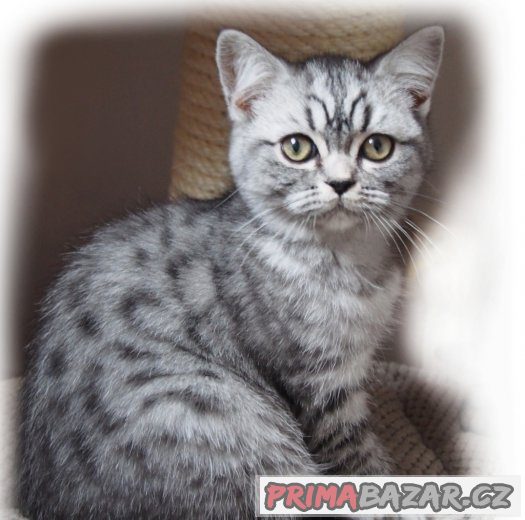 Britská  koťátka (silver spotted, blotched tabby) s PP – fotografie 4