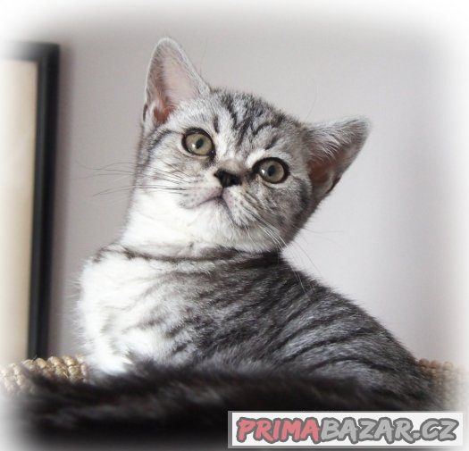 Britská  koťátka (silver spotted, blotched tabby) s PP – fotografie 5