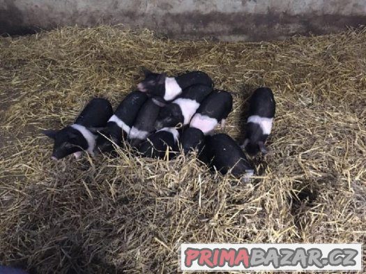 Selata černobílého čistorevného přeštického prasete – fotografie 3