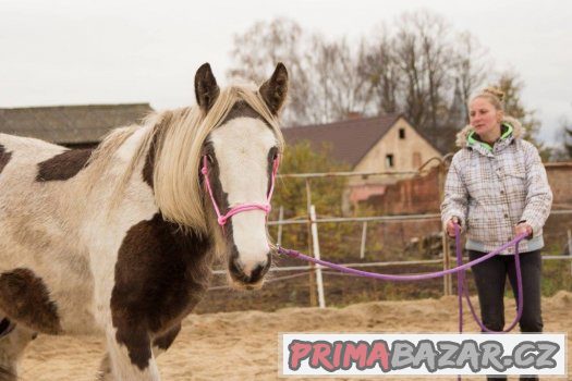 1,5 letá kobylka irského coba vzácné barvy i výšky – fotografie 2