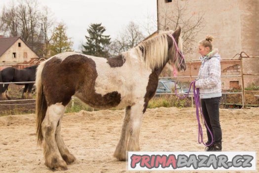 1,5 letá kobylka irského coba vzácné barvy i výšky – fotografie 3