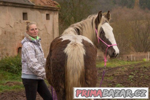 1,5 letá kobylka irského coba vzácné barvy i výšky – fotografie 4