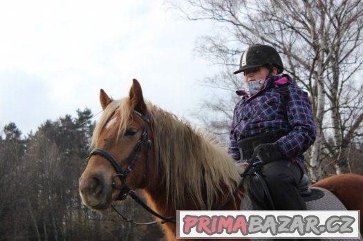 Prodám klisnu 3 roky , výška 142 cm , haf x APPA – fotografie 1