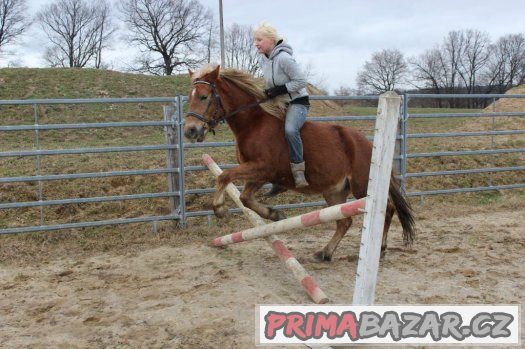 Prodám klisnu 3 roky , výška 142 cm , haf x APPA – fotografie 3