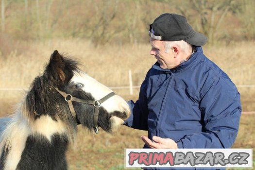 Milouš - Vymazlený hřebeček irského coba s 1.premií – fotografie 2