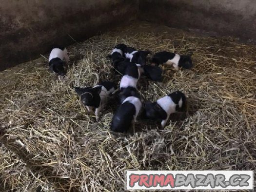 prodáme selata přeštického ČB prasete – fotografie 2