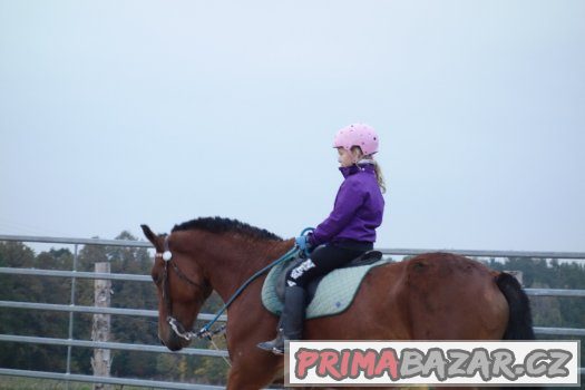 Koně pro volný čas ,rekreaci nebo sport – fotografie 2