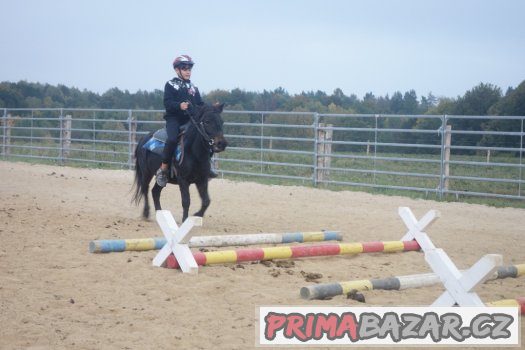 Koně pro volný čas ,rekreaci nebo sport – fotografie 3