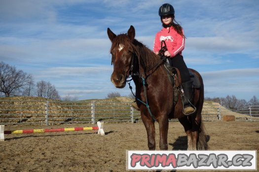 Koně pro volný čas ,rekreaci nebo sport – fotografie 4