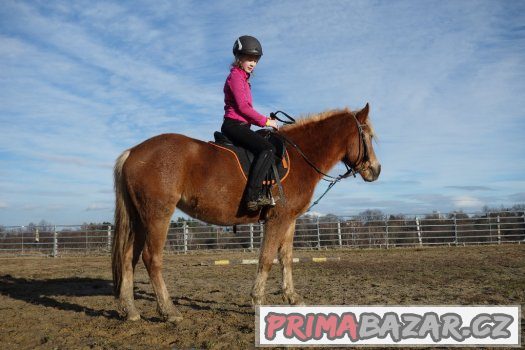 Koně pro volný čas ,rekreaci nebo sport – fotografie 5