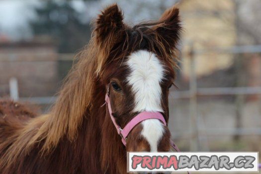 Loňská kobylka irského coba s plným původem – fotografie 1