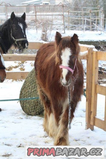 Loňská kobylka irského coba s plným původem – fotografie 2