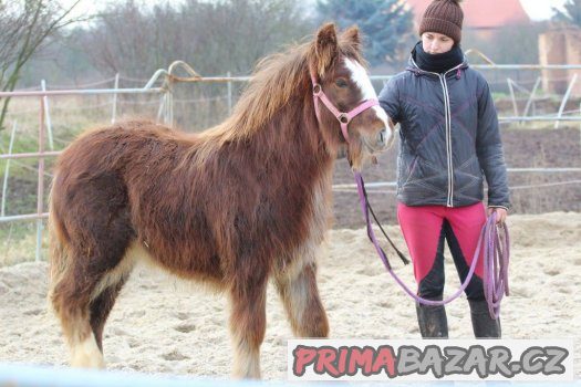 Loňská kobylka irského coba s plným původem – fotografie 3