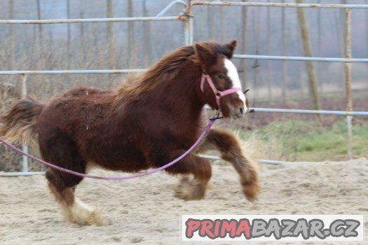 Loňská kobylka irského coba s plným původem – fotografie 4