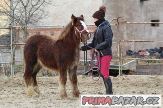 Loňská kobylka irského coba s plným původem – fotografie 5