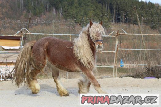 Kobča irského coba – fotografie 1
