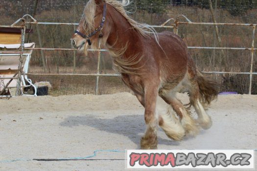 Kobča irského coba – fotografie 4